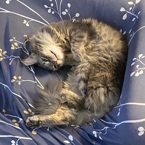 Meet your Posher, Ann